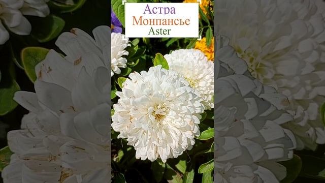 Астра Монпансье белая.?