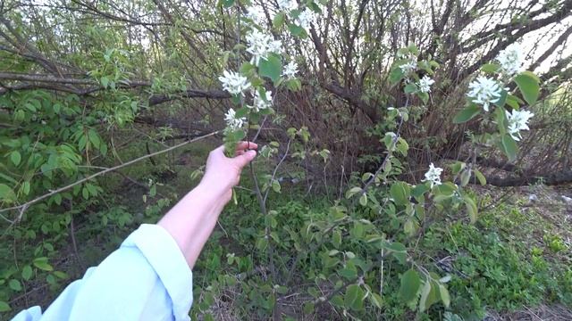 Прогулялись в лог 16 мая 2023 смотреть онлайн