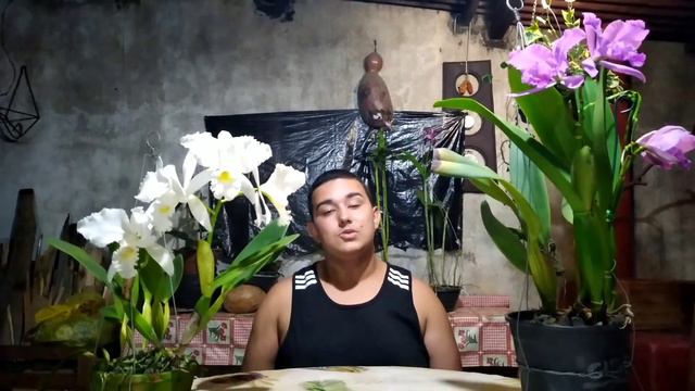 Cattleya Labiata!!! смотреть онлайн