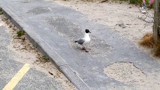 СОЦ. ВЫПЛАТЫ ИРЛАНДИИ.?? Пляж Мраморный холм. смотреть онлайн