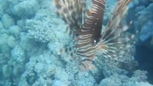 Pterois Antennata, più semplicemnte Scorpionfish.... sospesi nel blu di Makadi