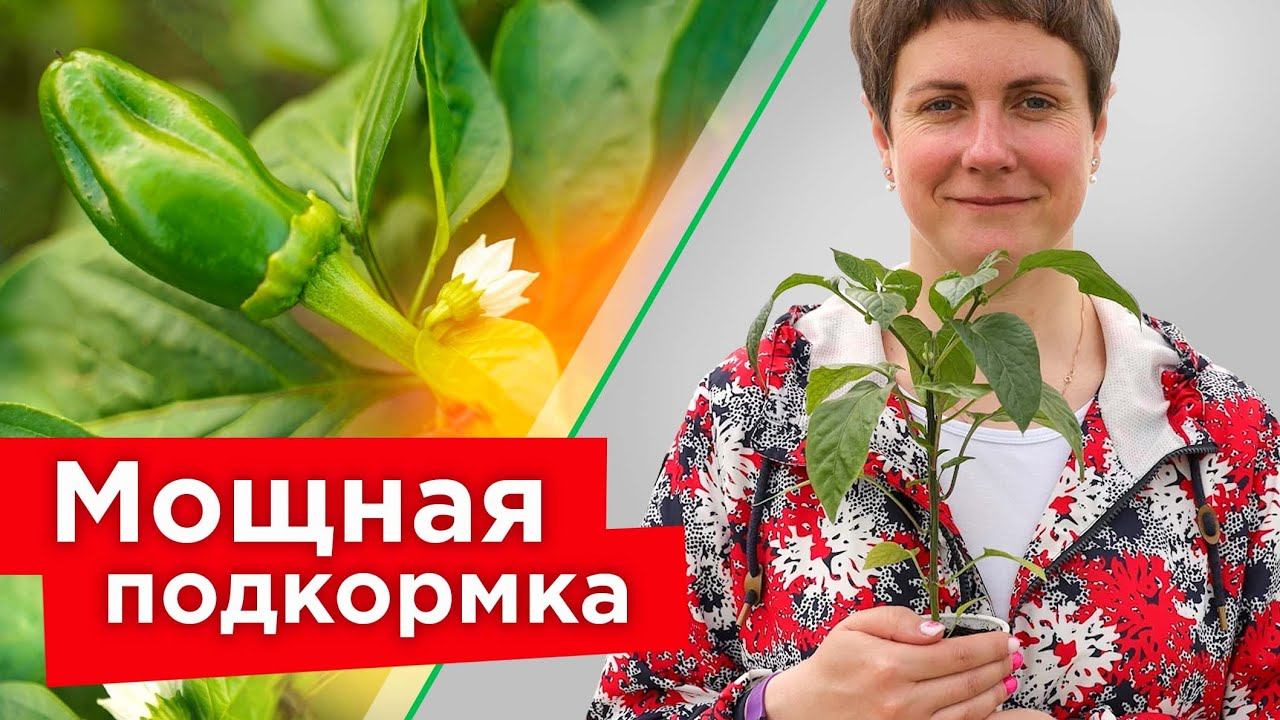 ПОДКОРМИТЕ ТАК ПЕРЕЦ ВО ВРЕМЯ ЦВЕТЕНИЯ! Все перчики завяжутся и дадут отличный урожай