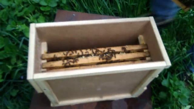 Пчелопакет. Формируем Пакет пчел 3 1 на продажу смотреть онлайн