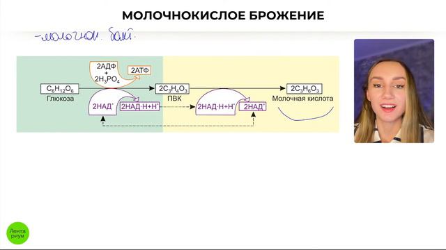 Обмен веществ для ЕГЭ: энергетический обмен | Катя Грицай | Биология ЕГЭ смотреть онлайн