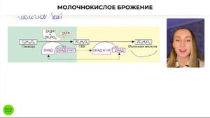Обмен веществ для ЕГЭ: энергетический обмен | Катя Грицай | Биология ЕГЭ