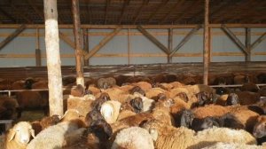 О содержании овец, быков. С чего лучше начинать? ?