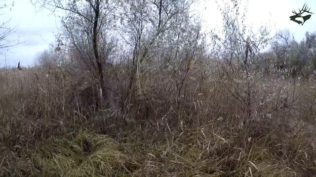 ОХОТА НА ВАЛЬДШНЕПА, ФАЗАНА 2016. ПЕРЕЛЕТ, ОЧЕНЬ МНОГО ВАЛЬДШНЕПА. GoPro hero 4/ Часть 1 смотреть онлайн