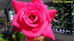 Rose plant care : Osiria a rare variety of rose - Identification and care