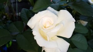 Honey Sweet Rose & Honor Rose