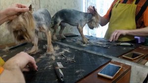 Канал "Я - Грумер". Стрижка йорка под "китайку". Часть 3. Haircut york. Part 3.