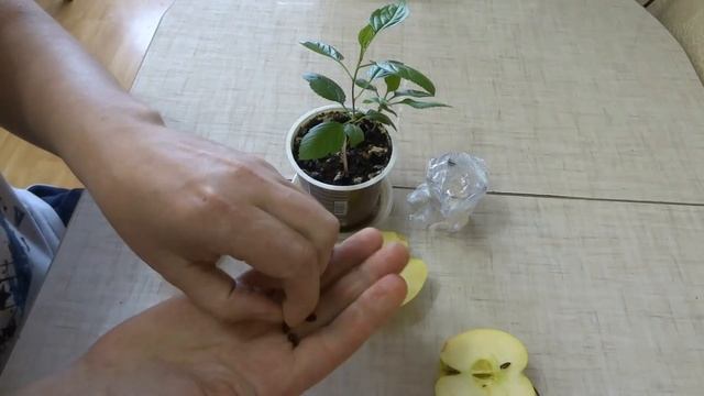 КАК ВЫРАСТИТЬ ИЗ СЕМЯН ЯБЛОНИ И ГРУШИ. ВЫСОКАЯ ВСХОЖЕСТЬ. смотреть онлайн