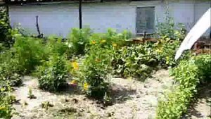 Мелитополь любимая улица Рабочая..savsns film