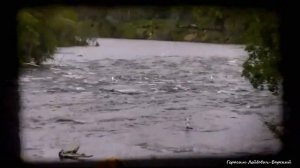 Дикая природа Аляски Бурые медведи ловят лосося в водопадах реки Брукс Рыбы хватило всем Ч 1