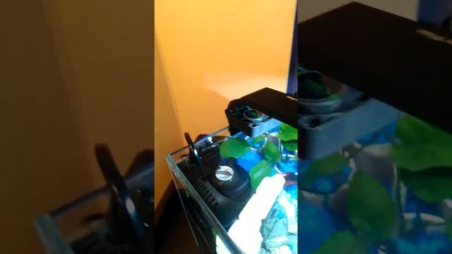 Охлаждение маленького аквариума с помощью кулера от пк смотреть онлайн