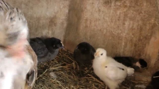 Приусадебное сельское хозяйство Наседка, куры, кролики, гуси, пруд. смотреть онлайн