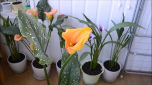 Калла в домашних условиях. Часть 2. Правила ухода.