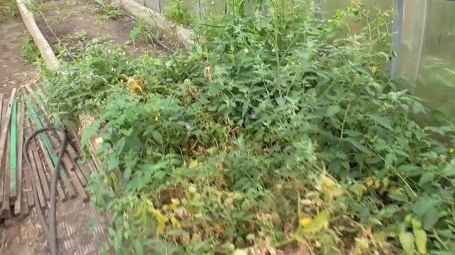 Дожди идут каждый день, но урожай богатый! Обзор огорода в конце лета!