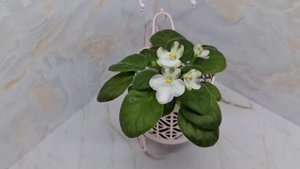 Первоцветики-новинки моей фиалочной коллекции❤️