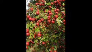 пюре  из боярышника рецепт