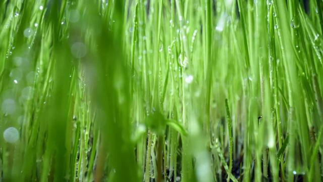 Relaxing Music to Start Your Day 😌 Cello and Piano 😌 Heavenly Background Music смотреть онлайн