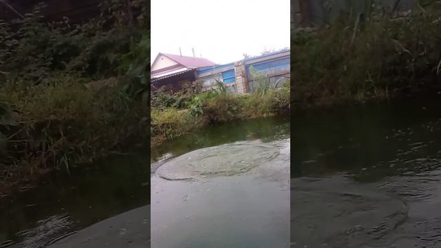 17 сентября рыбалка дома в пруду ! смотреть онлайн