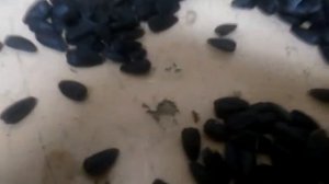 Семечки с червями