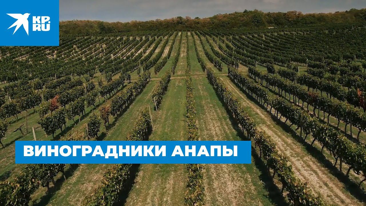 Виноградники Анапы