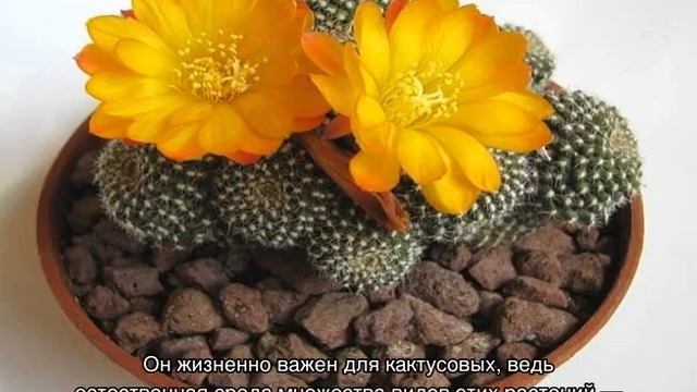 Грунт для кактусов: основные требования к почве и варианты в домашних условиях смотреть онлайн