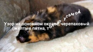 Окрасы сирийских хомяков. 3 часть