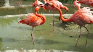 Фламинго