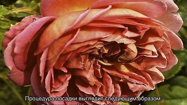 Роза Джубили Селебрейшн (Jubilee Celebration) — выращивание остинки
