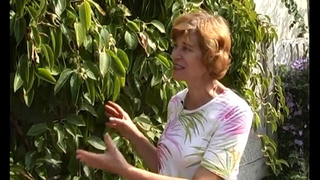 Актинидия. Осень. Тетянина садиба 2015 смотреть онлайн