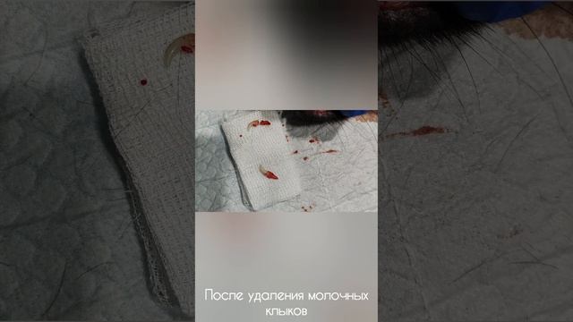 Запоздалая смена молочных зубов у собак: причины и последствия 🦷🐶