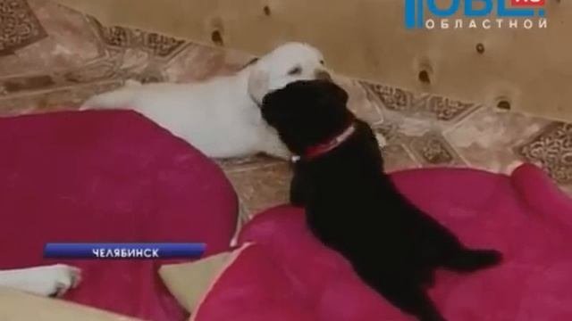 готовы к службе щенки лабрадора ретривера