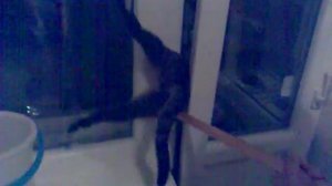 Кошарик застрял и обоссался