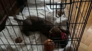 Как приучить щенка к клетке Что делает щенок один дома в клетке