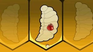 Варроа клещ. Как живет он  среди пчёл?  Что такое варроатоз?