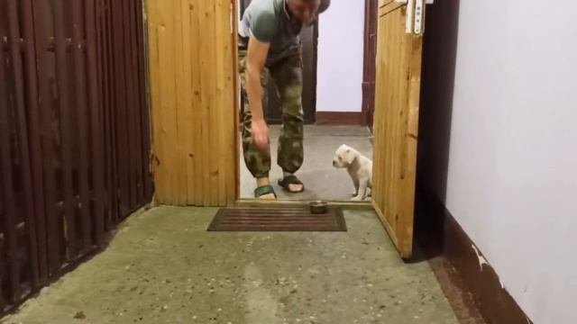 Воспитание щенка | Радик Аксанов