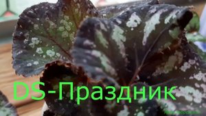 Коллекцию бегоний пополнила декоративно-лиственными сортами /Королевские бегонии
