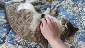 Грязный Кот Мурчик. Мурчит и царапается. Милый Кот.