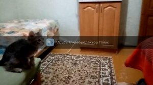 Как дрессировать котенка