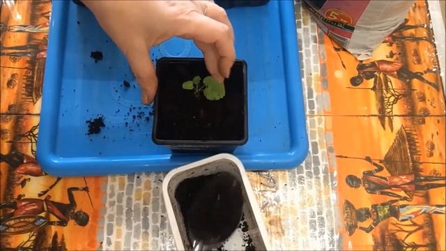 Пеларгония Рафаэлла F1. С 7 по 30 день. Пикировка. смотреть онлайн