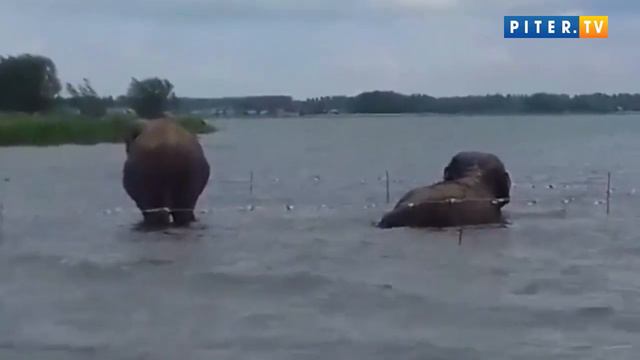 Купание слонов в челябинском озере Смолино смотреть онлайн