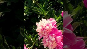 Пионы. Цветы на клумбе. Дача.🌹🌹🌹Peonies. Flowers in the flower bed. Country house.