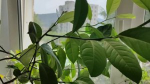 Лимон на подоконнике. Часть 8.