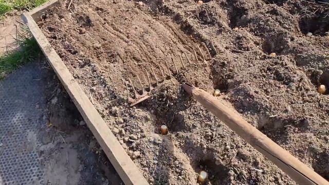 Отличия в посадке лука шалот от репчатого