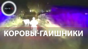 Пьяный лихач на мопеде протаранил коров | Полицейская погоня с неожиданной развязкой