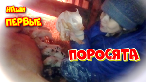 ПЕРВЫЕ ПОРОСЯТА РОЖДЕННЫЕ В НАШЕМ ХОЗЯЙСТВЕ