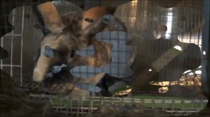 Кролики породы рекс www radkrol ru