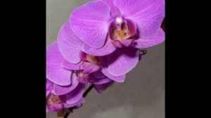 Фаленопсис Louisville